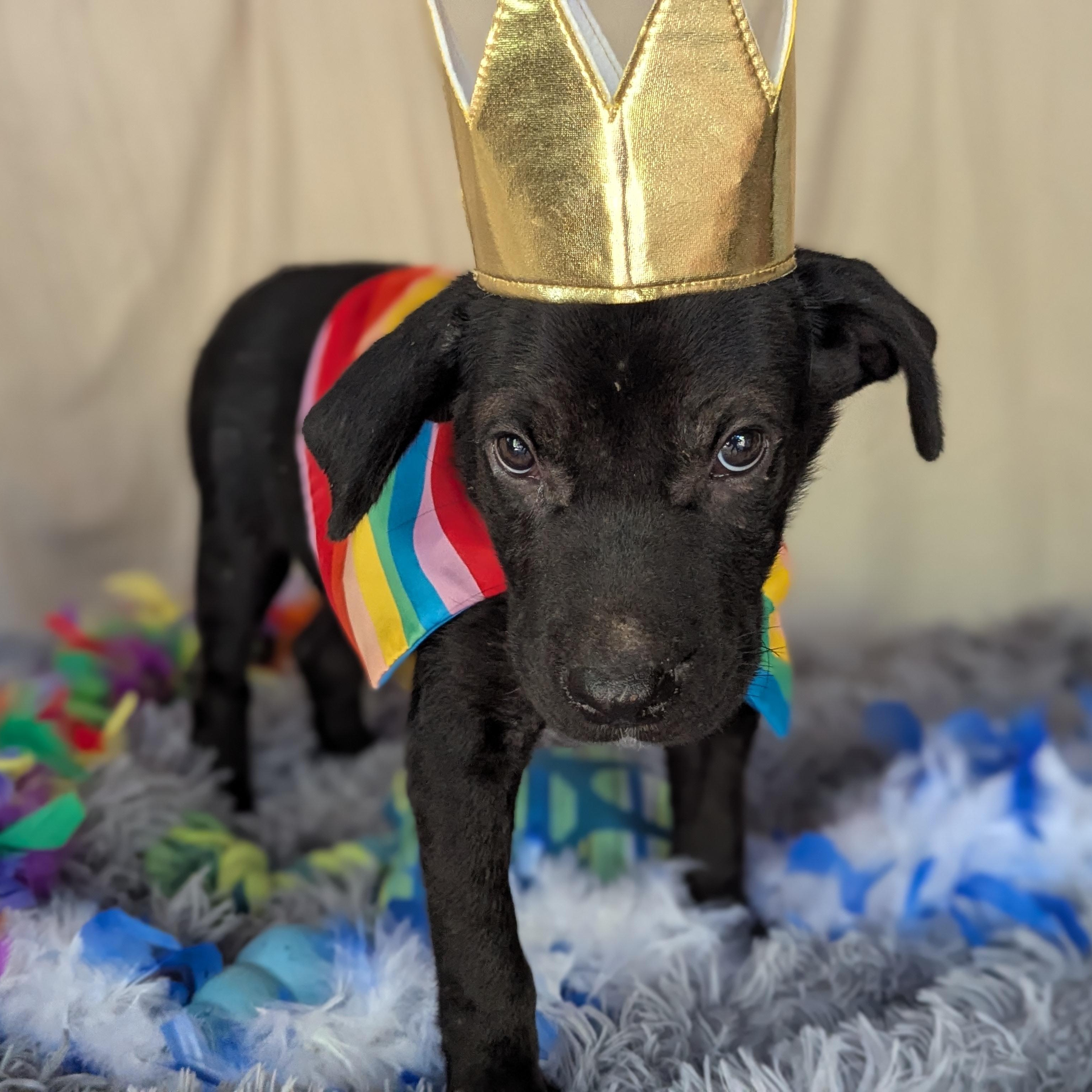 King Kaspian