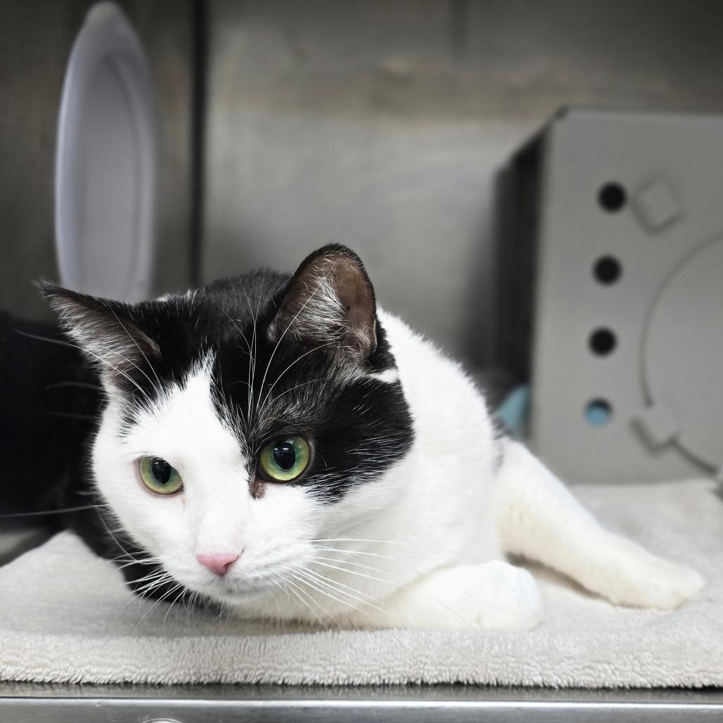 Spunky, a Adoptable Domestic Short Hair in Grand Rapids, MI image 1/4