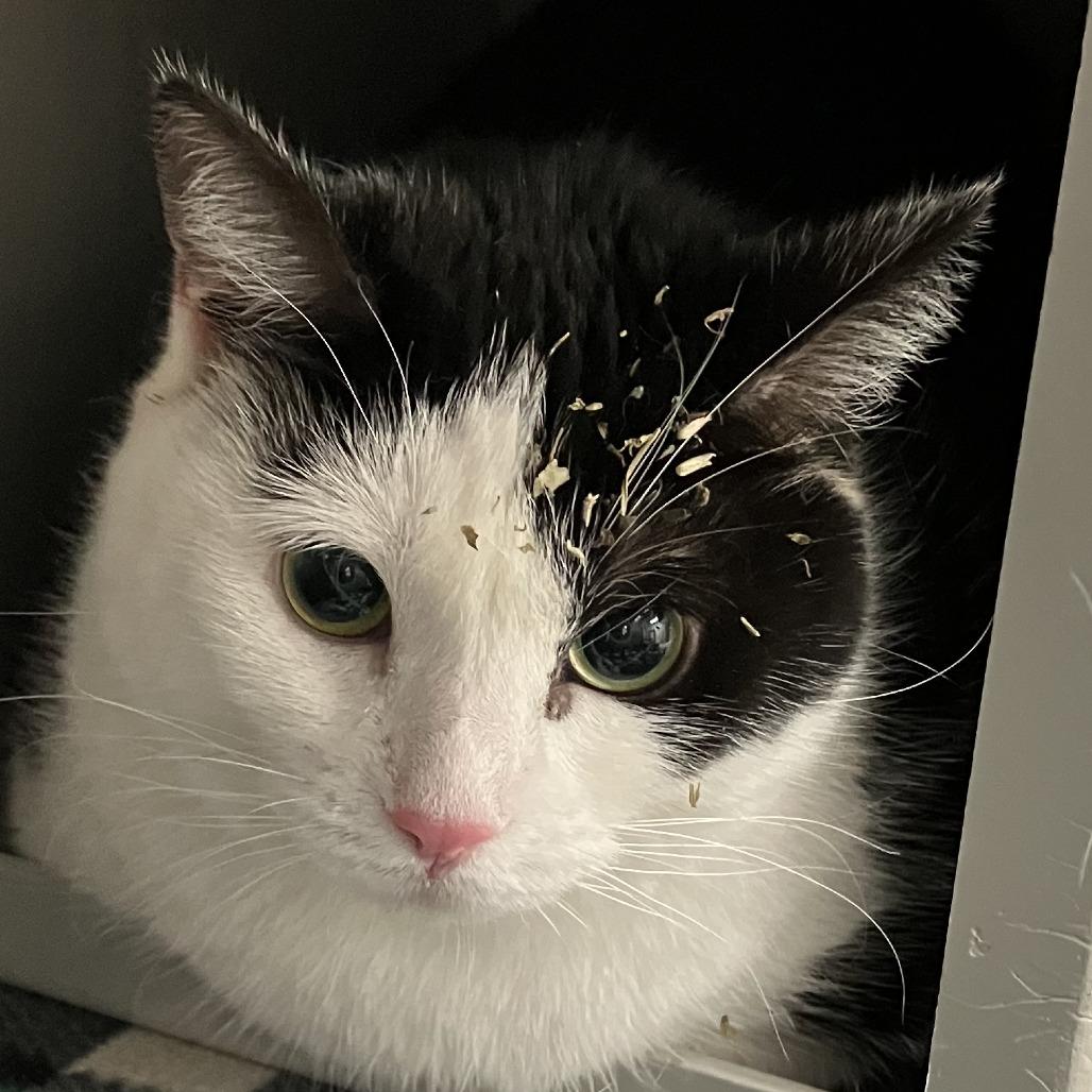 Spunky, a Adoptable Domestic Short Hair in Grand Rapids, MI image 2/4