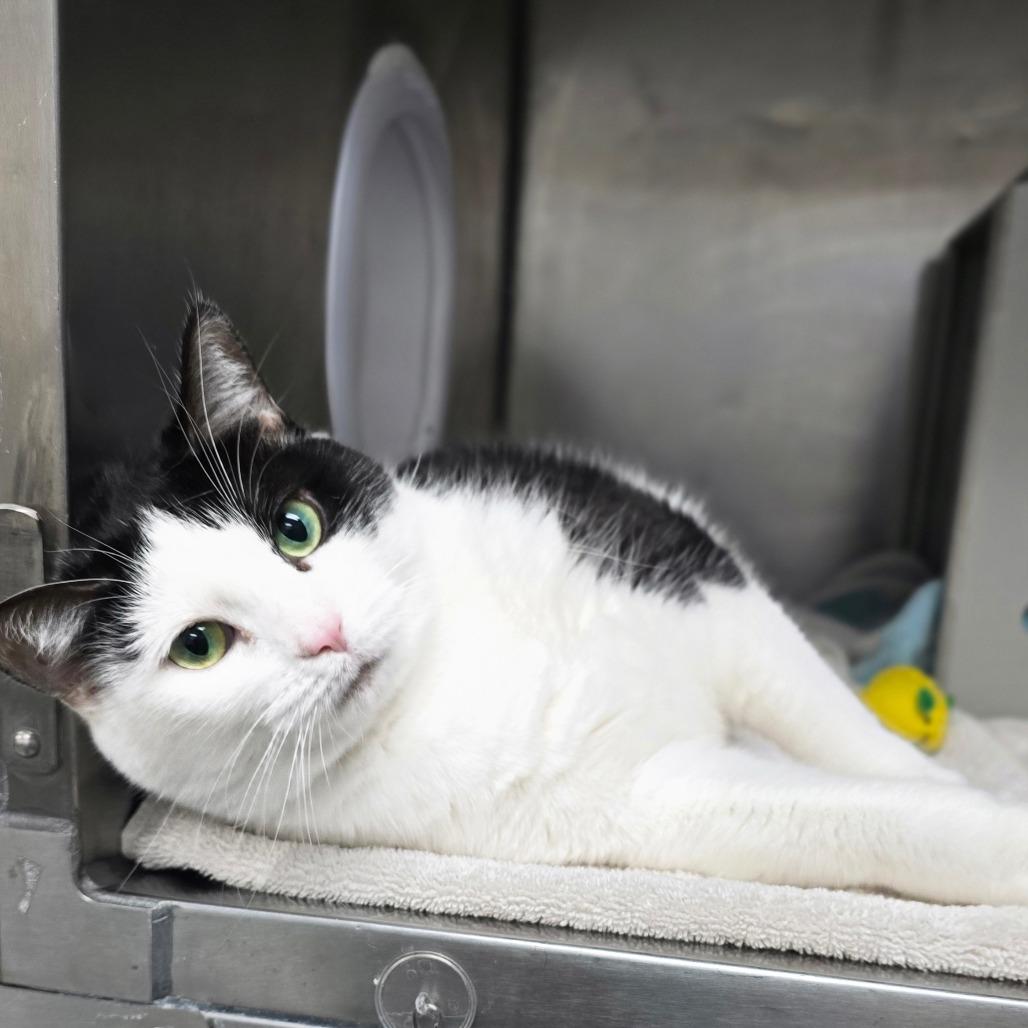 Spunky, a Adoptable Domestic Short Hair in Grand Rapids, MI image 4/4