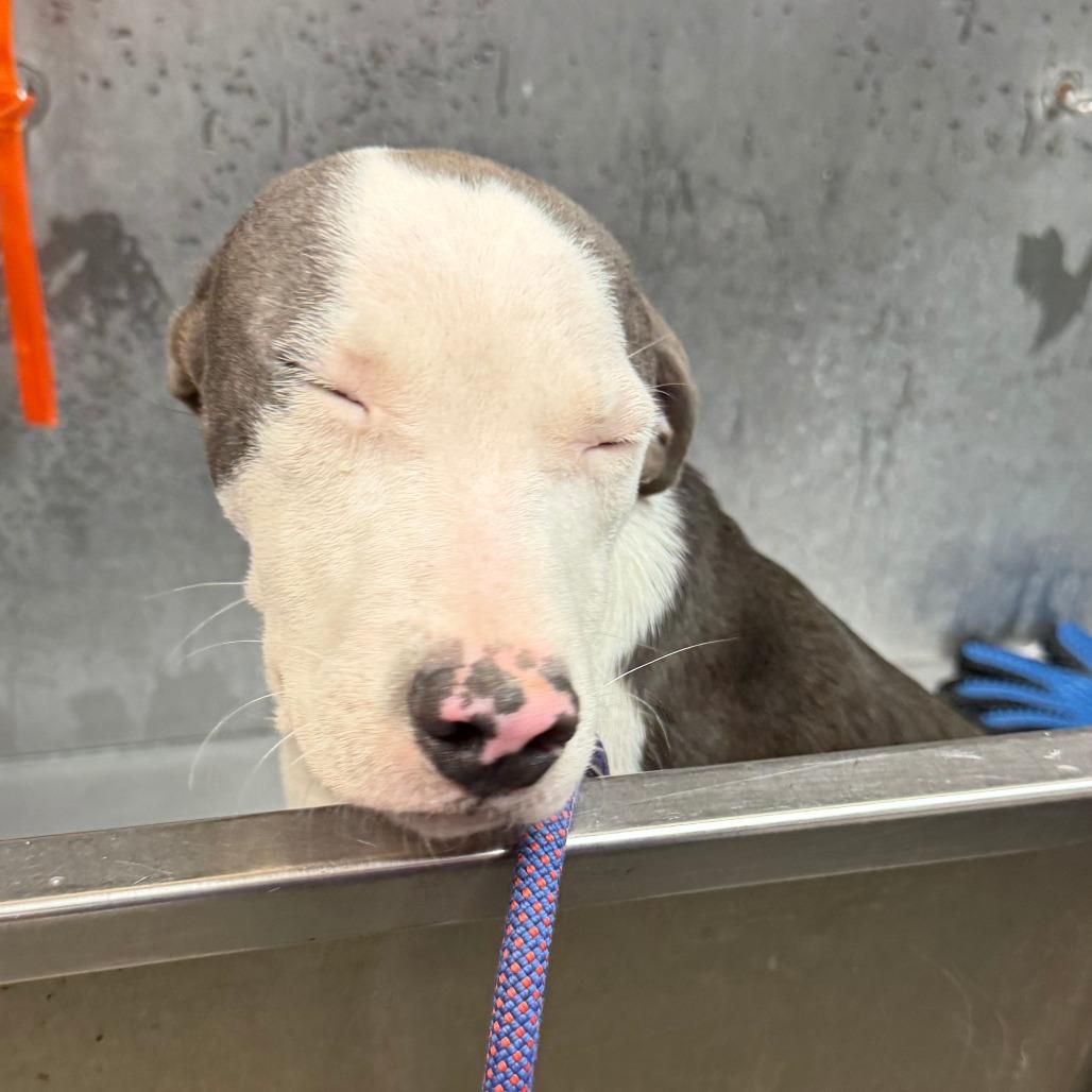 Enlarge Bobby Boop, a Adoptable Mixed Breed in Manhattan, KS image 1/5