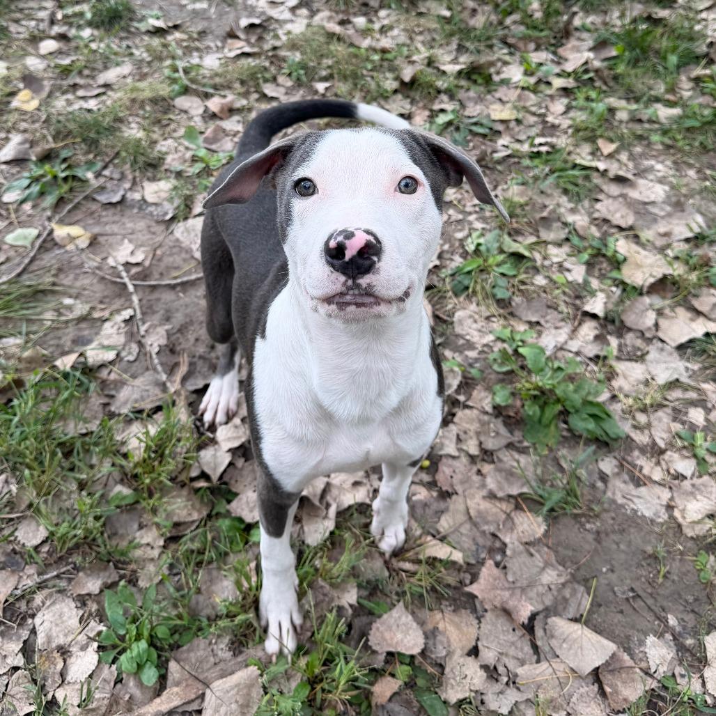 Enlarge Bobby Boop, a Adoptable Mixed Breed in Manhattan, KS image 2/5