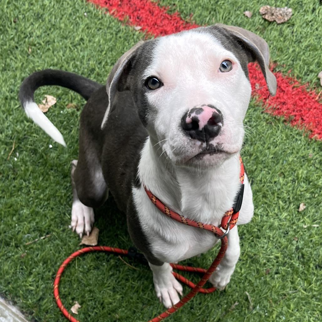 Enlarge Bobby Boop, a Adoptable Mixed Breed in Manhattan, KS image 3/6