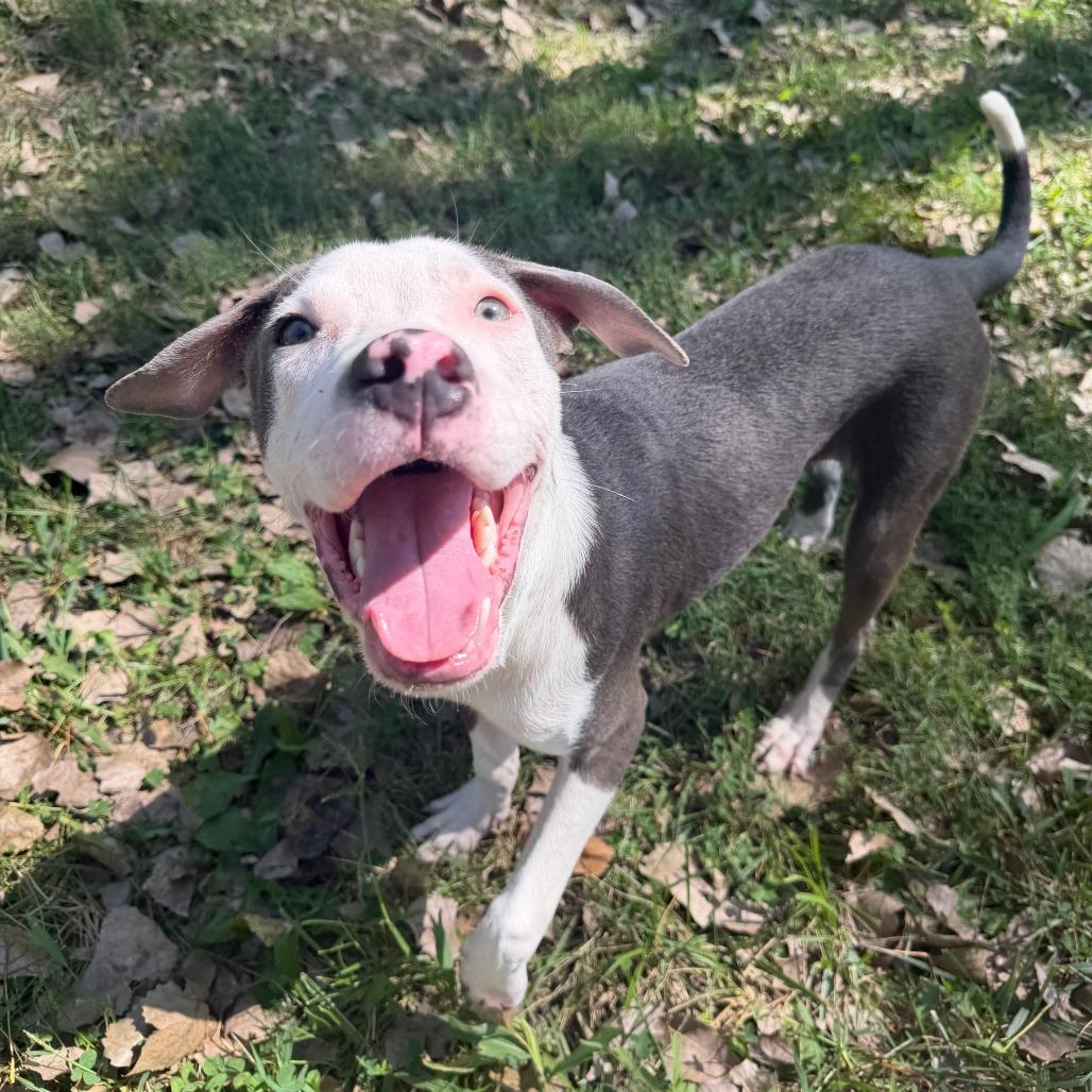 Enlarge Bobby Boop, a Adoptable Mixed Breed in Manhattan, KS image 3/5