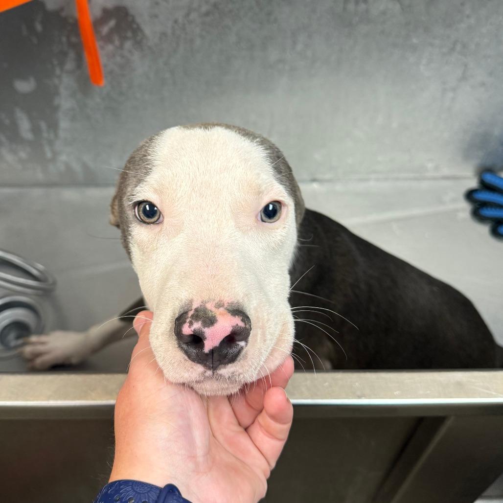 Enlarge Bobby Boop, a Adoptable Mixed Breed in Manhattan, KS image 4/5