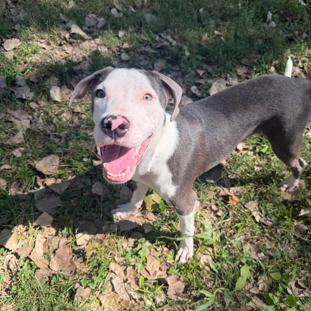 Enlarge Bobby Boop, a Adoptable Mixed Breed in Manhattan, KS image 5/5