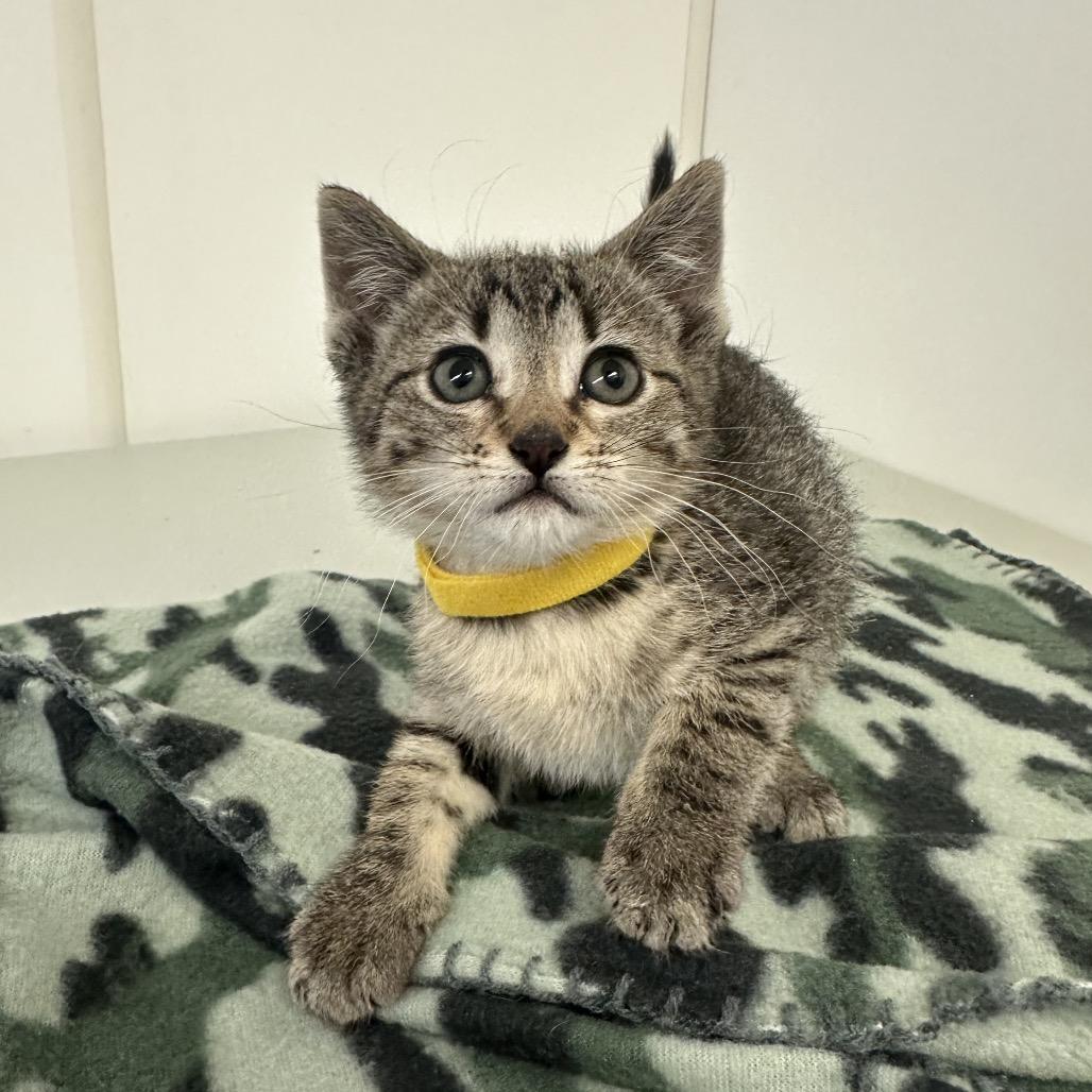 Chicago, a Adoptable mixed breed in Milford, IA image 1/2
