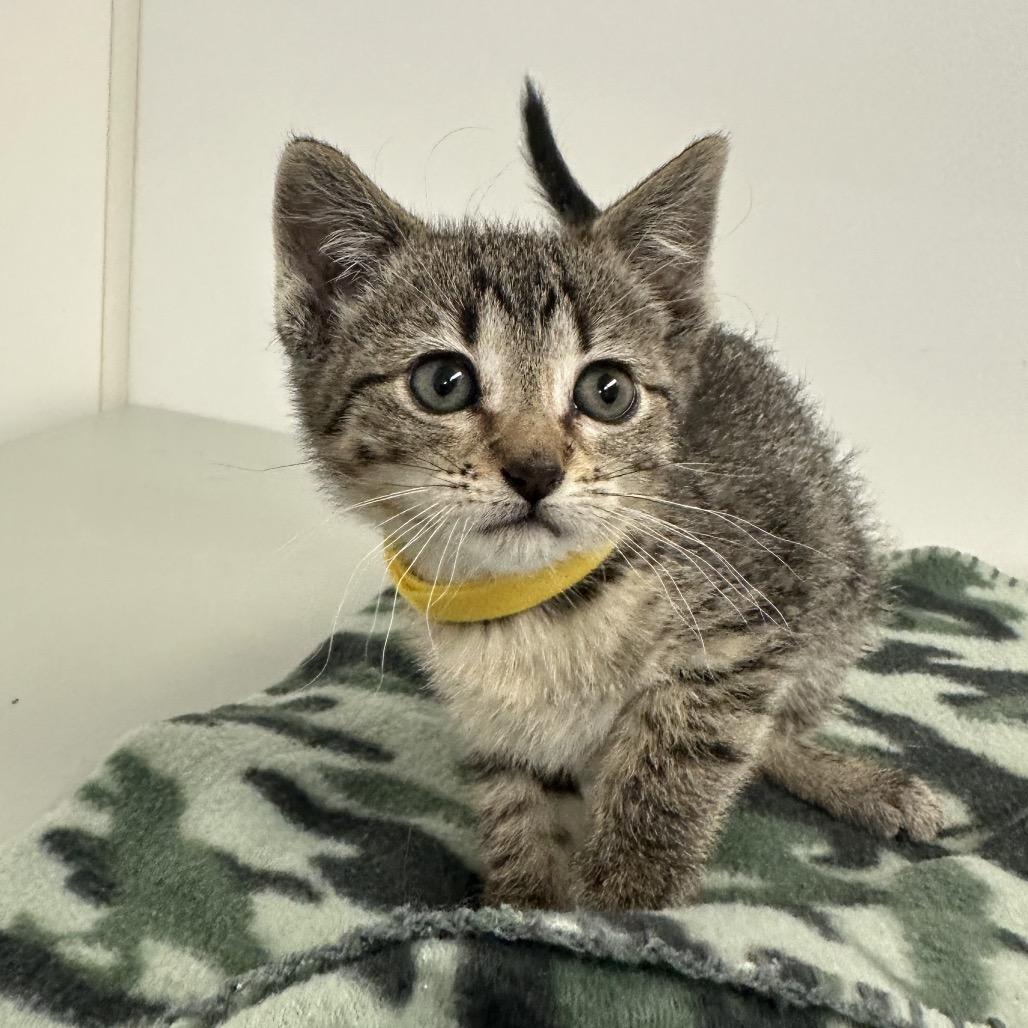 Chicago, a Adoptable mixed breed in Milford, IA image 2/2