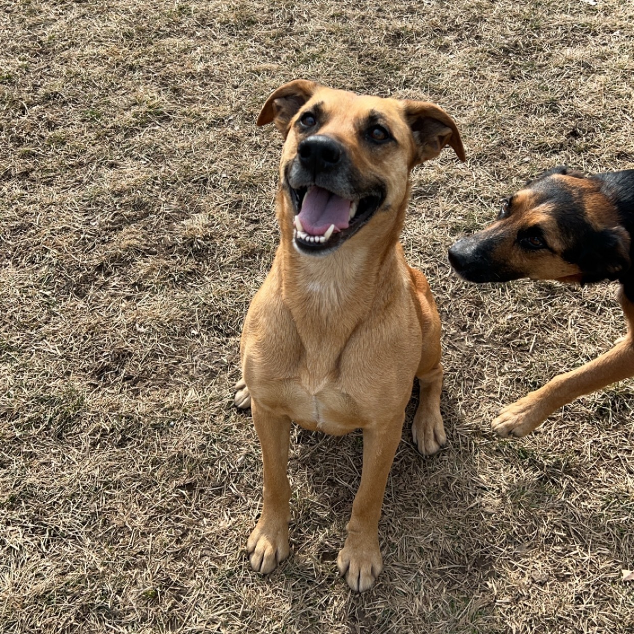 Dog for adoption Piper, a Mixed Breed in Boonville, MO Petfinder