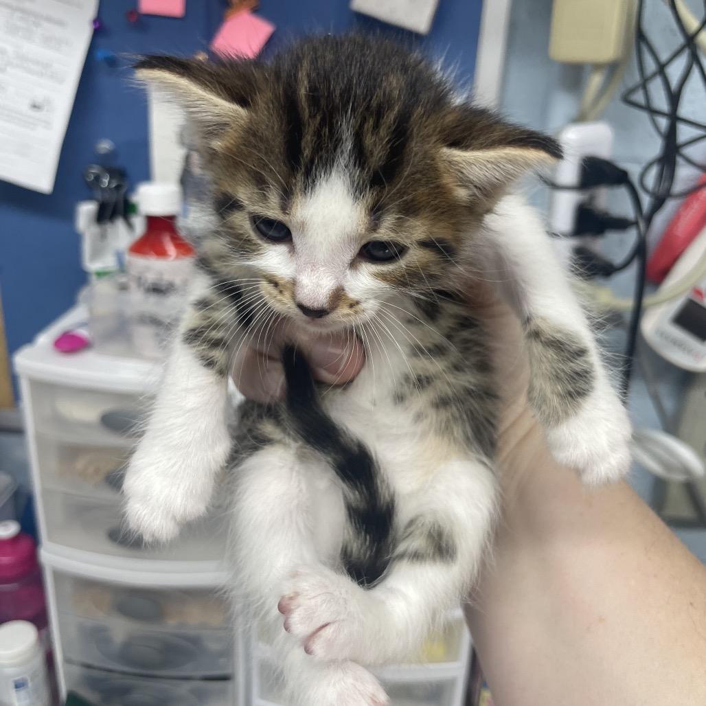 Cheddar, Adoptable, Kitten Female Domestic Short Hair.