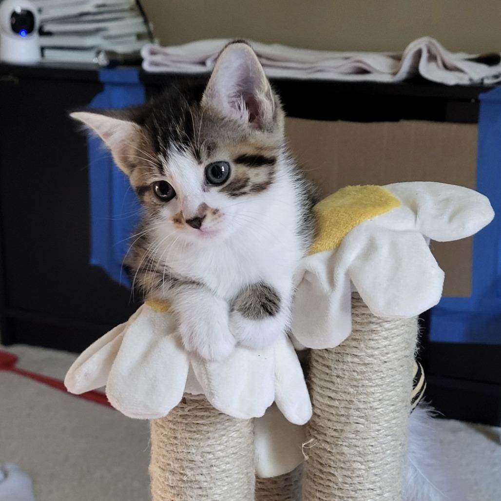 Enlarge Cheddar, a Adoptable Domestic Short Hair in Ridgely, MD image 2/2