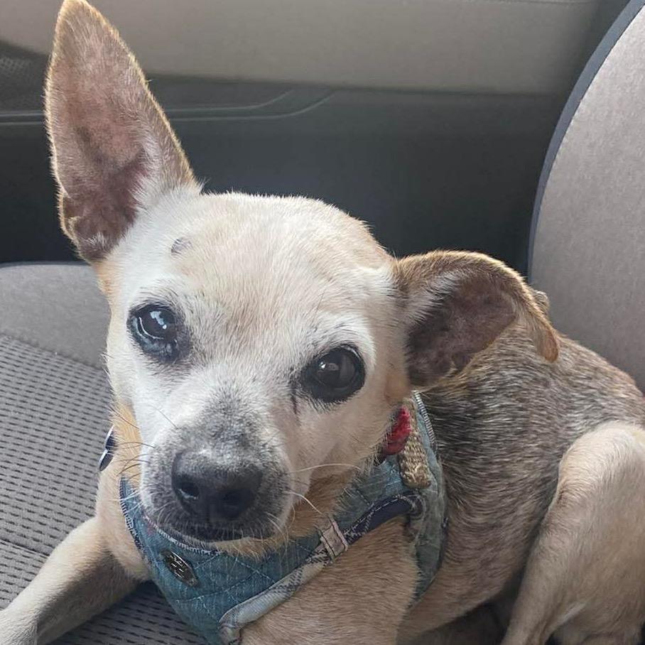 Lucy Christine, Adoptable, Senior Female Chihuahua.