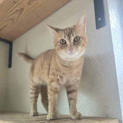 Sumi, ADOPTABLE, Young Female Domestic Short Hair.