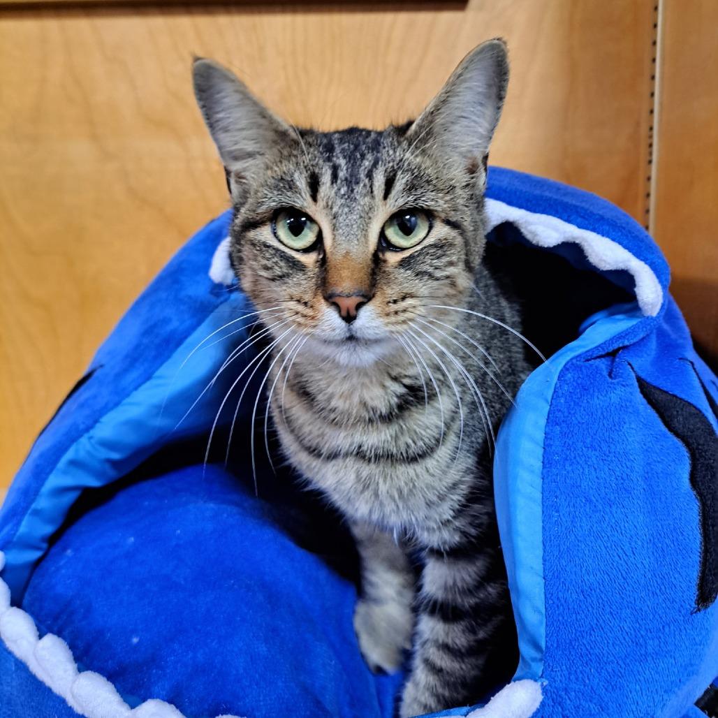 Holler, Adoptable, Young Female Domestic Short Hair.