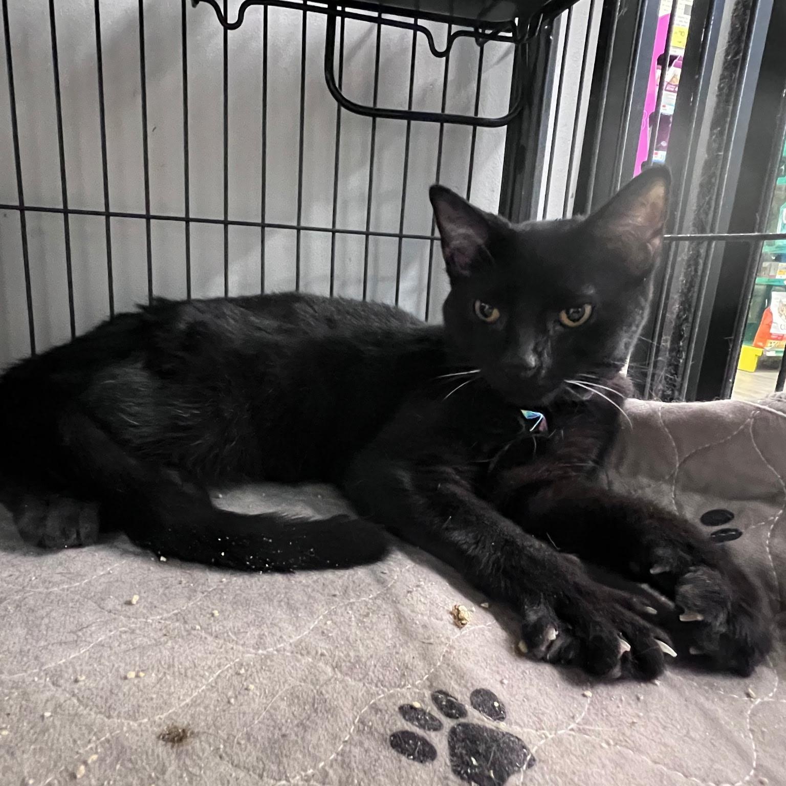 Enlarge Ebony, a Adoptable Domestic Short Hair in Lewis Center, OH image 1/5