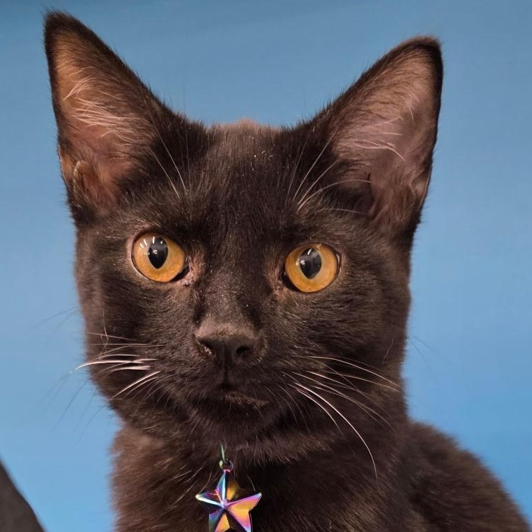 Enlarge Ebony, a Adoptable Domestic Short Hair in Lewis Center, OH image 3/5