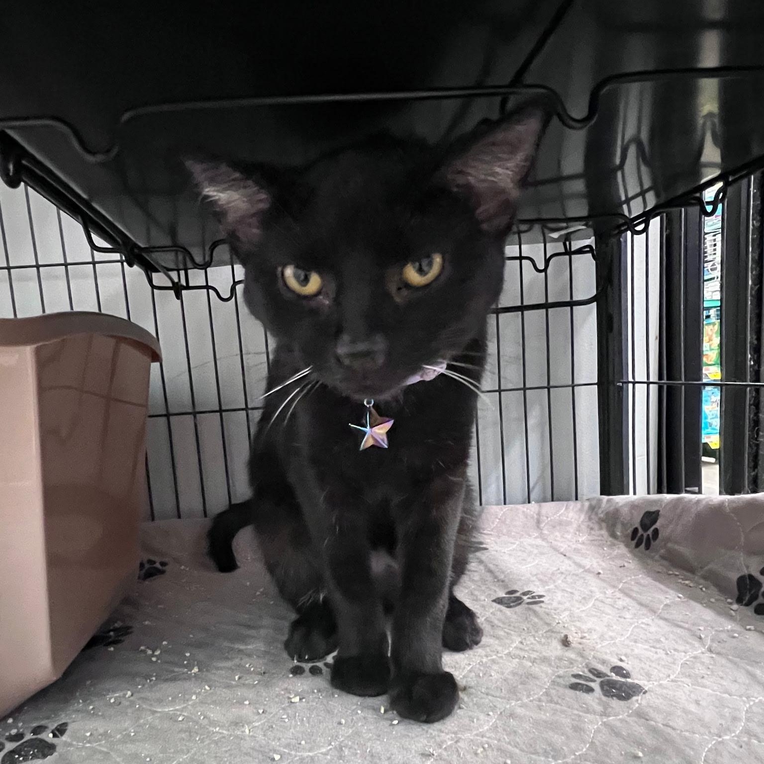 Ebony, Adoptable, Kitten Female Domestic Short Hair.