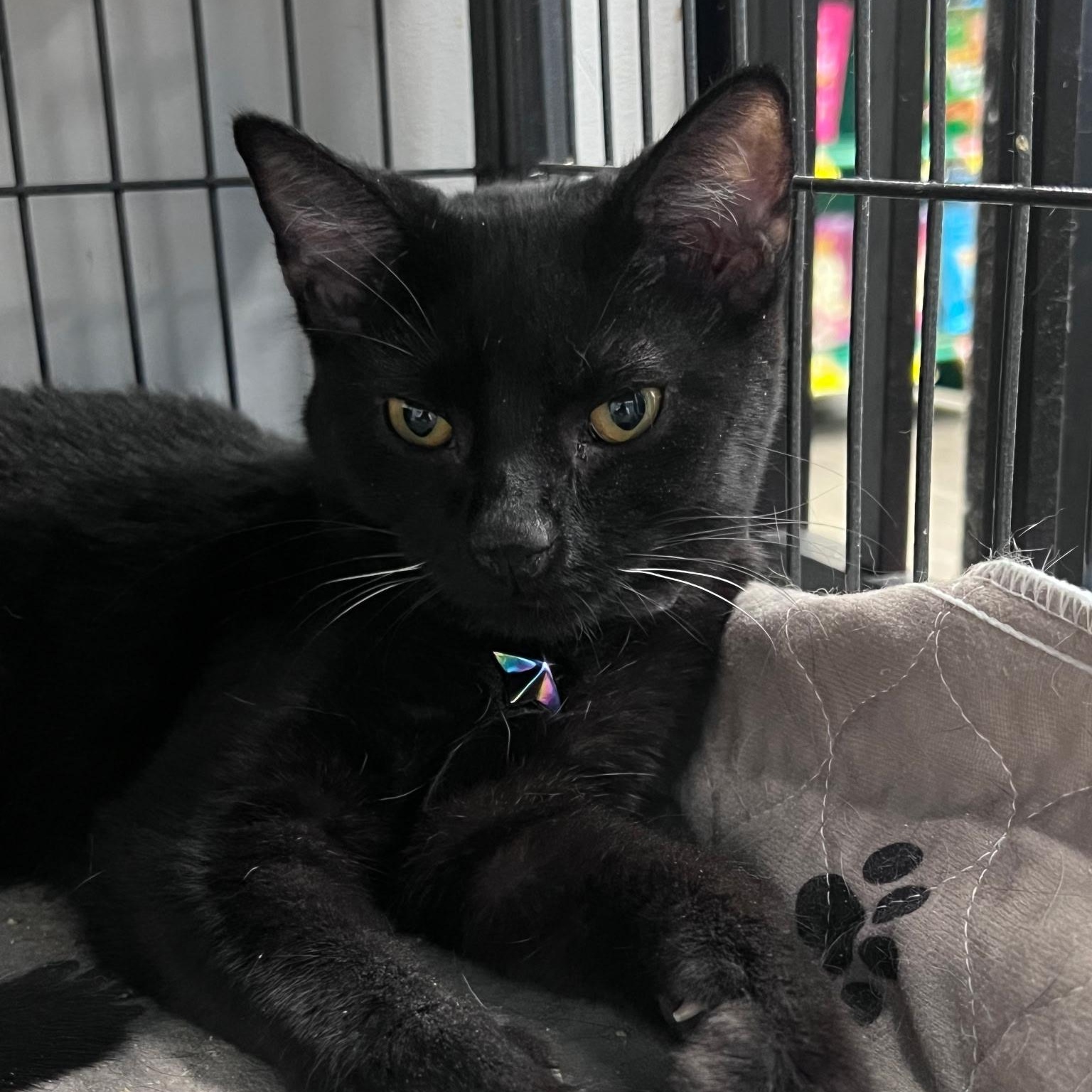 Enlarge Ebony, a Adoptable Domestic Short Hair in Lewis Center, OH image 5/5