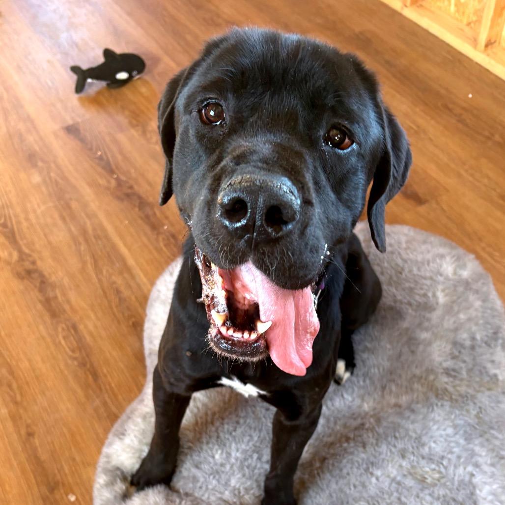 Jack, Adoptable, Adult Male Cane Corso.