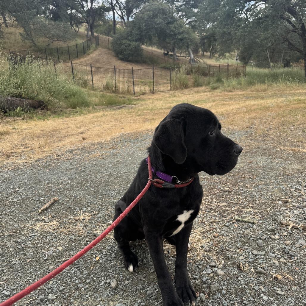 Enlarge Jack, a Adoptable Cane Corso in Ione, CA image 2/6