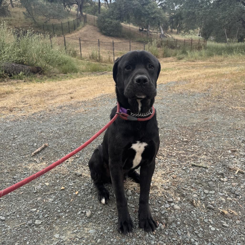 Enlarge Jack, a Adoptable Cane Corso in Ione, CA image 3/6