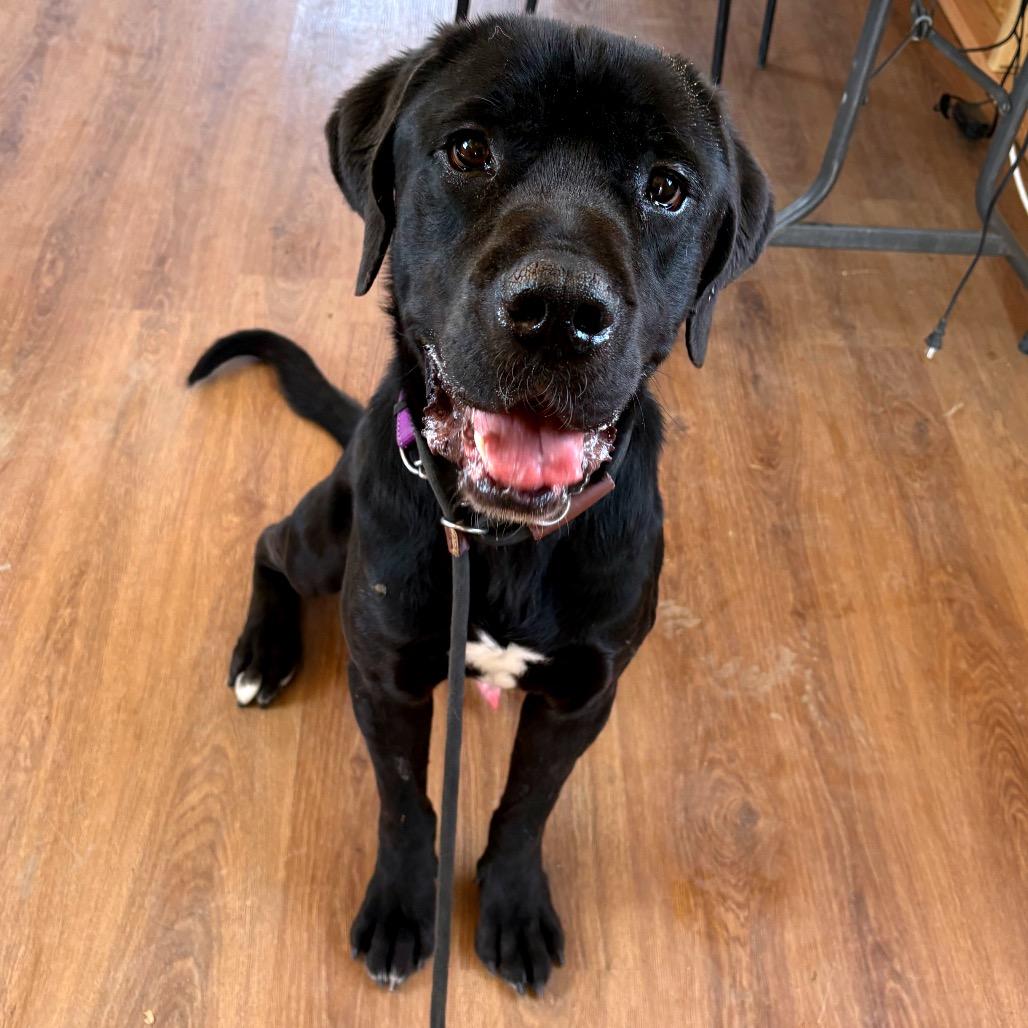 Enlarge Jack, a Adoptable Cane Corso in Ione, CA image 4/6