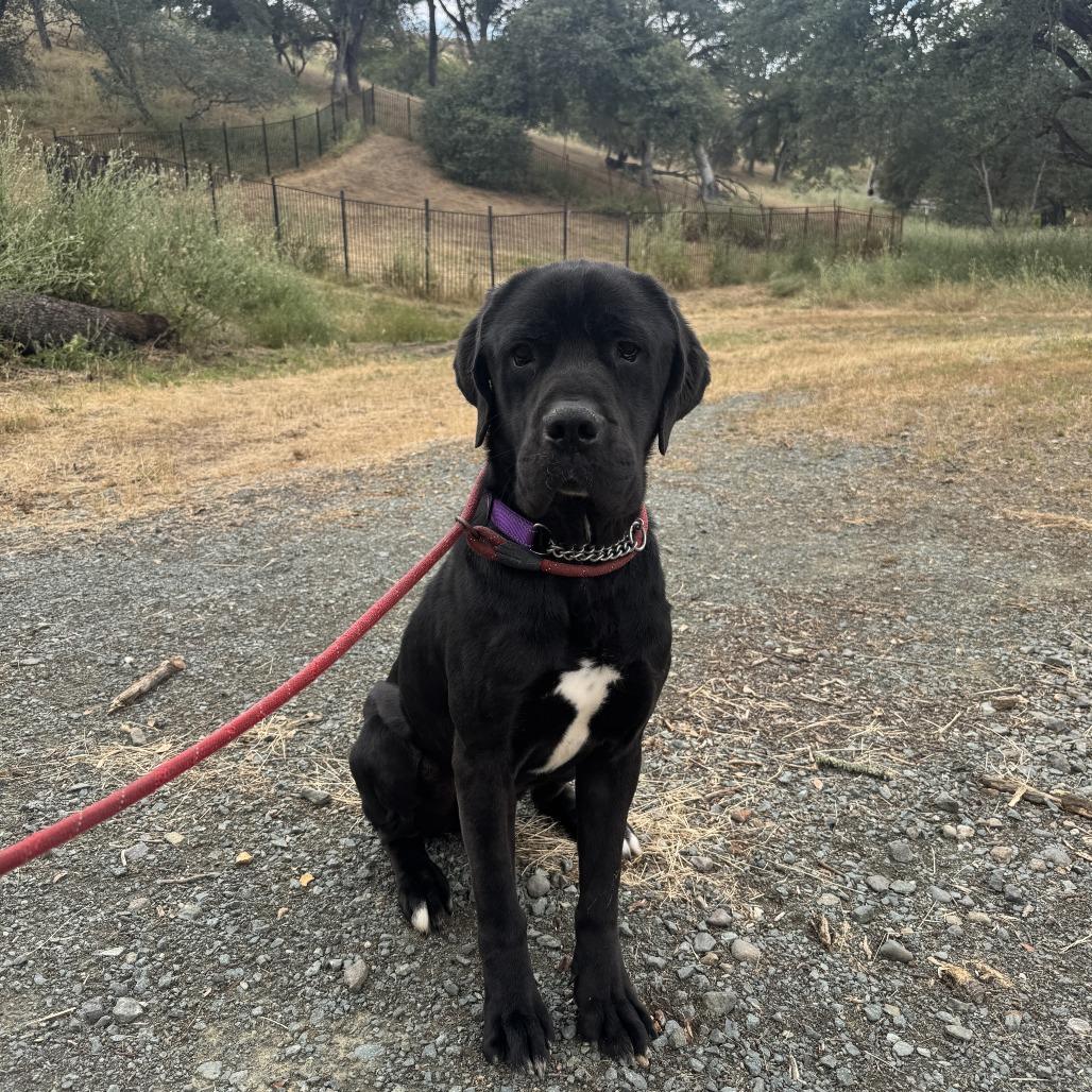 Enlarge Jack, a Adoptable Cane Corso in Ione, CA image 5/6