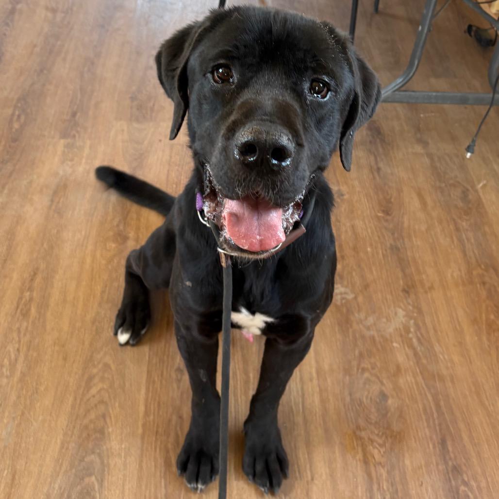 Enlarge Jack, a Adoptable Cane Corso in Ione, CA image 6/6