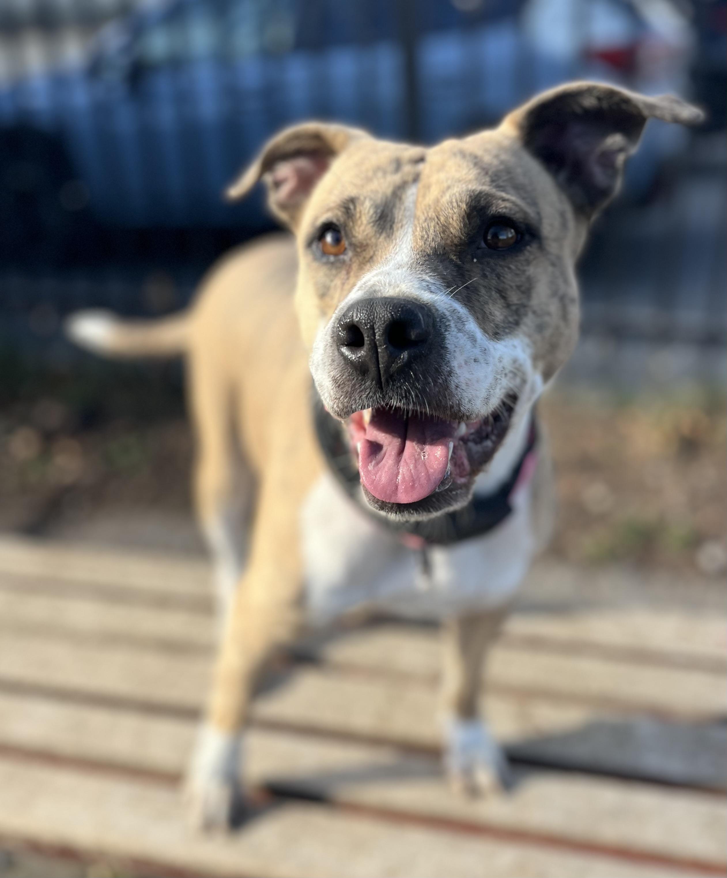 Cranberry, Adoptable, Young Female Cattle Dog & Pit Bull Terrier.
