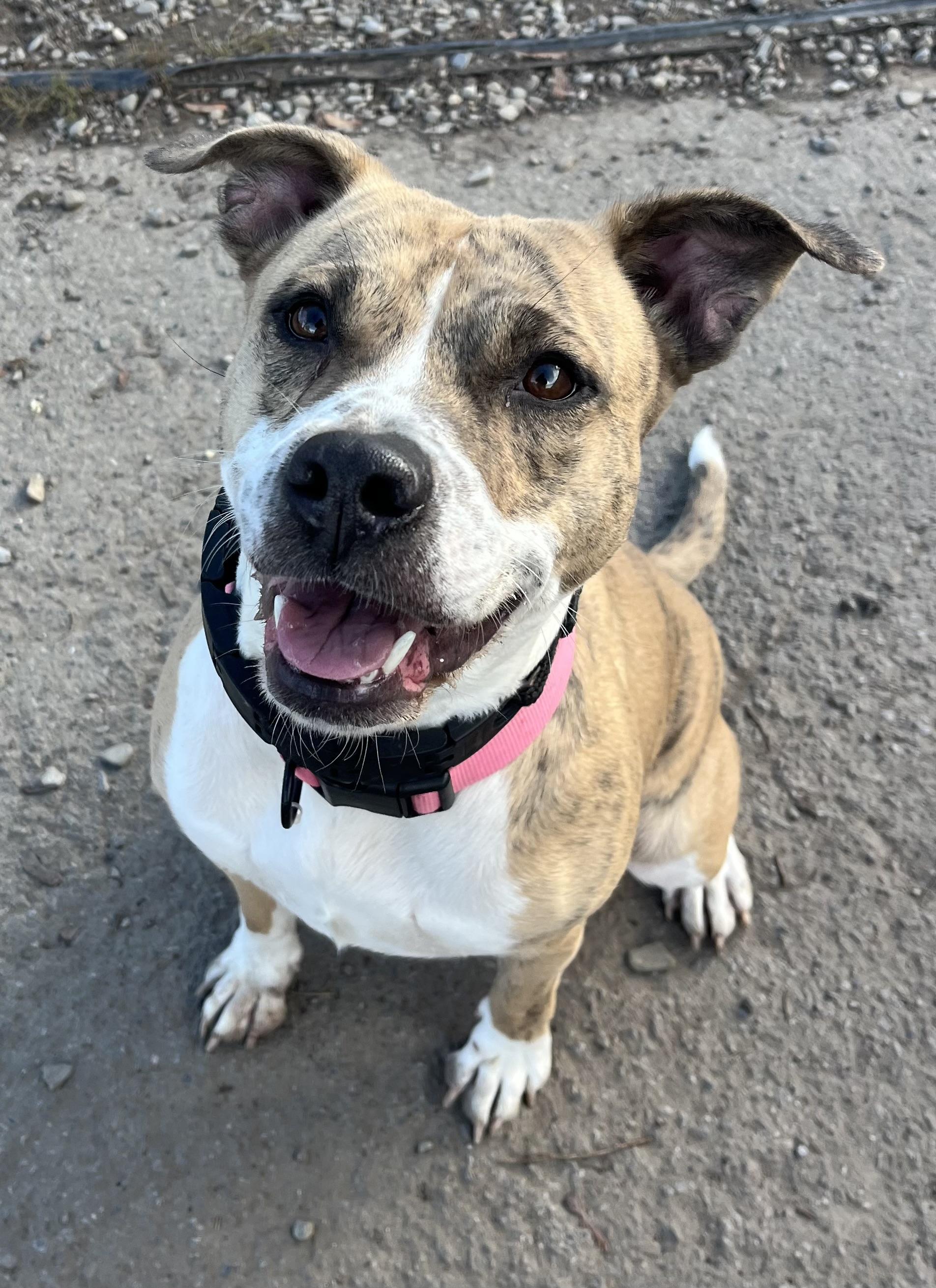 Cranberry, a Adoptable mixed breed in Buffalo, NY image 2/5