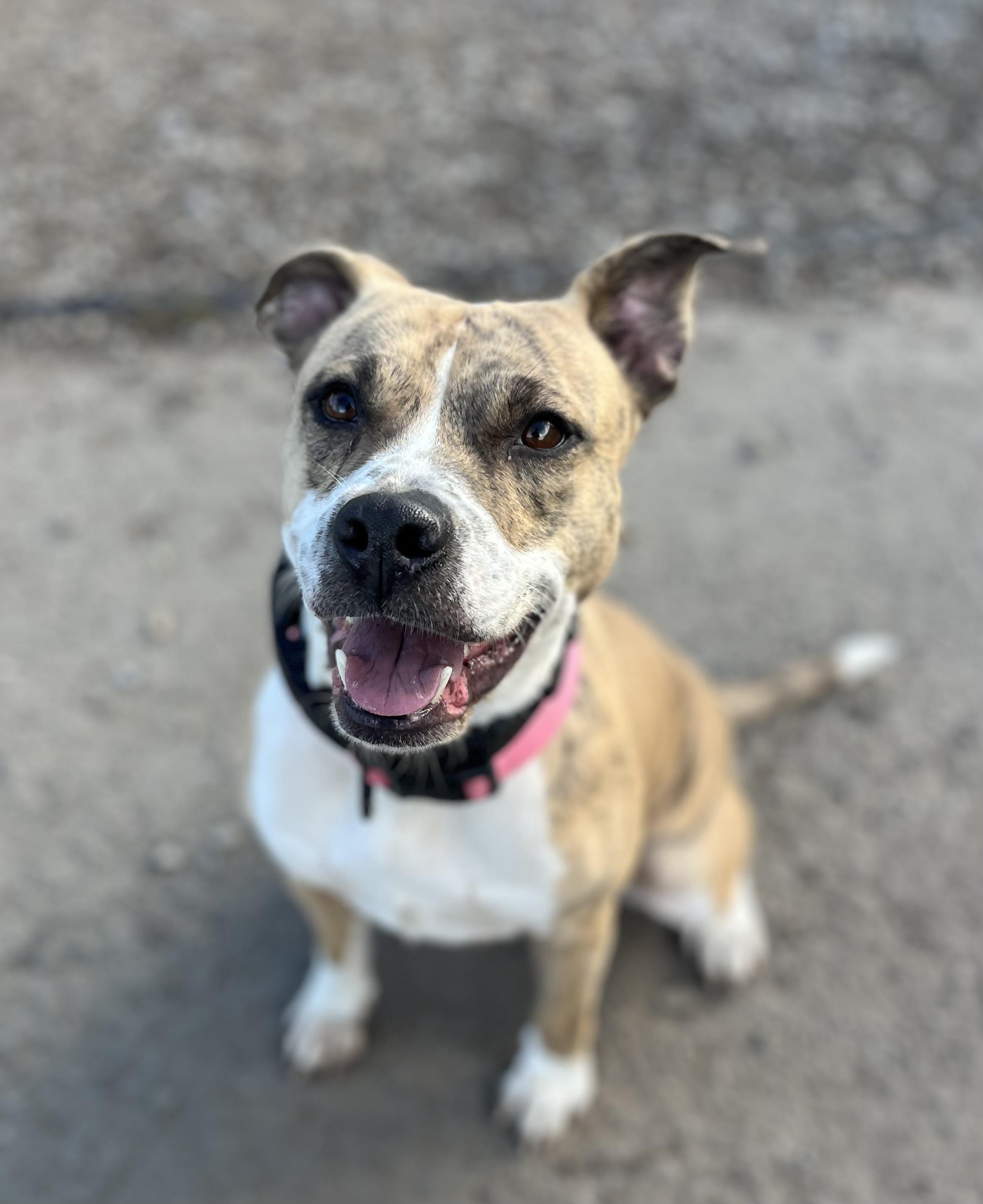 Cranberry, a Adoptable mixed breed in Buffalo, NY image 3/5