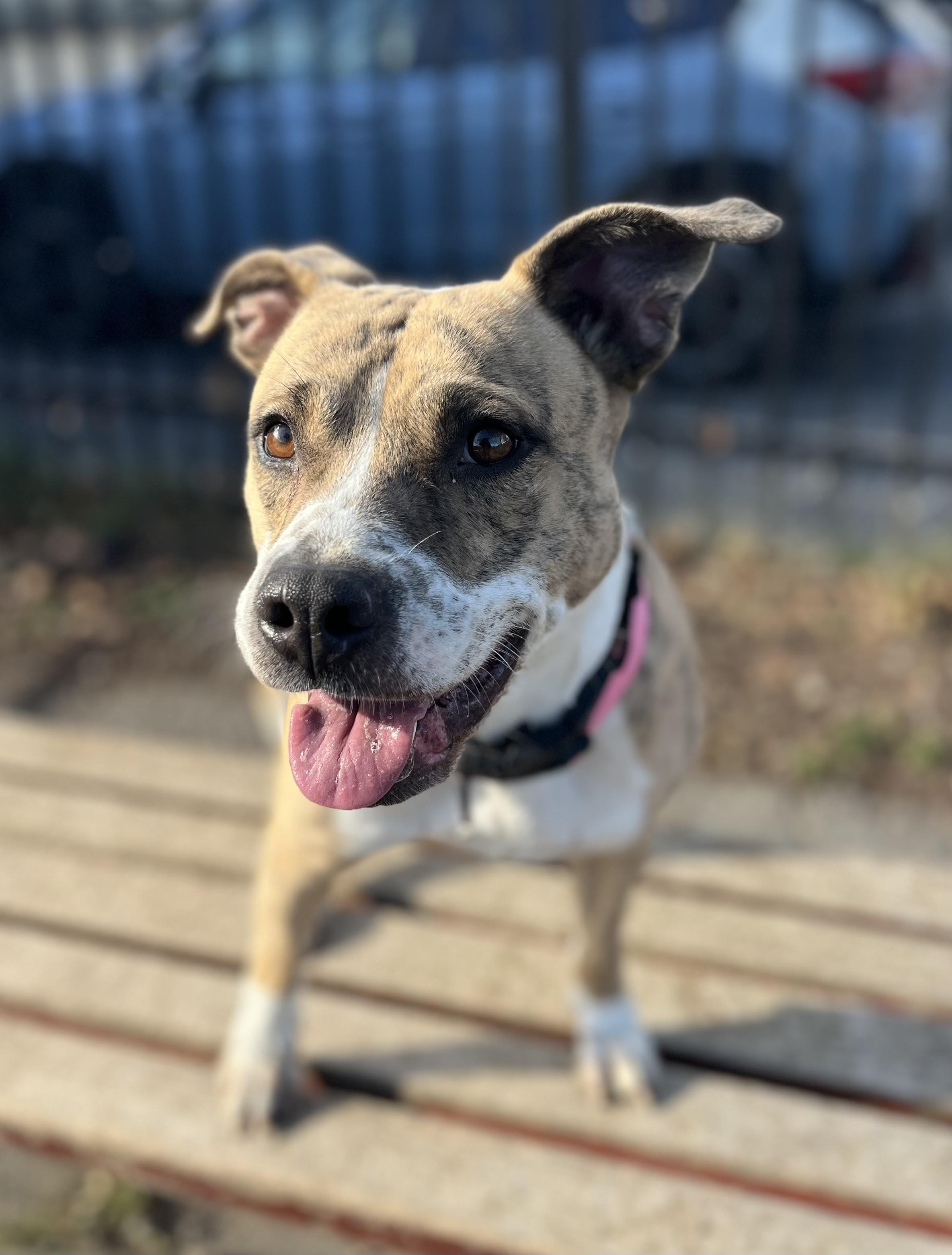 Cranberry, a Adoptable mixed breed in Buffalo, NY image 4/5