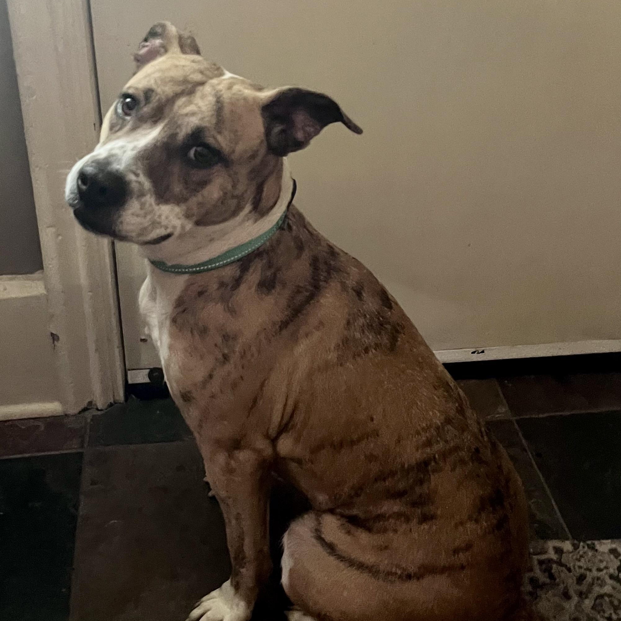 Cranberry, Adoptable, Young Female Cattle Dog & Pit Bull Terrier.