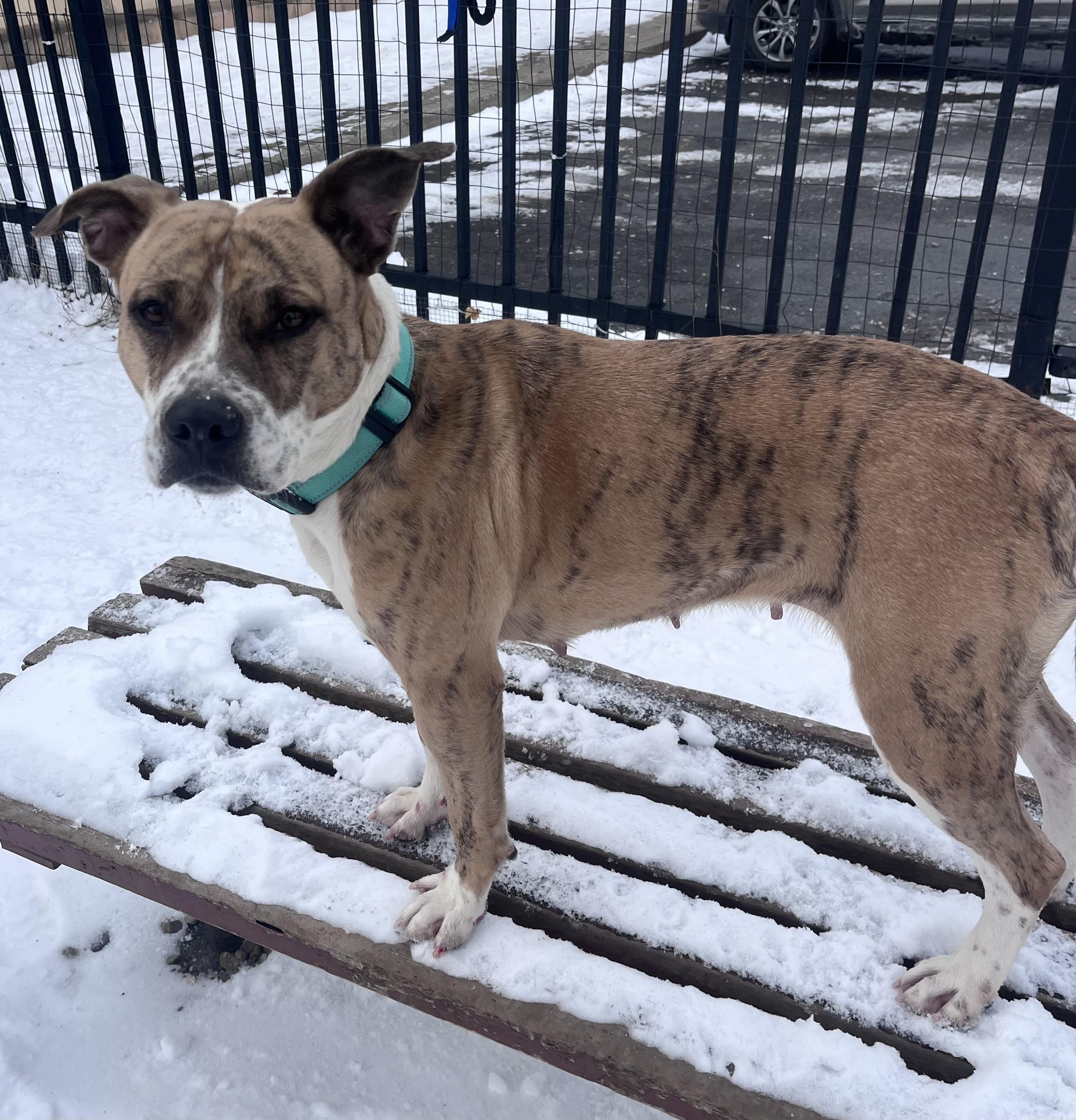 Enlarge Cranberry, an adopted mixed breed in Buffalo, NY image 6/6