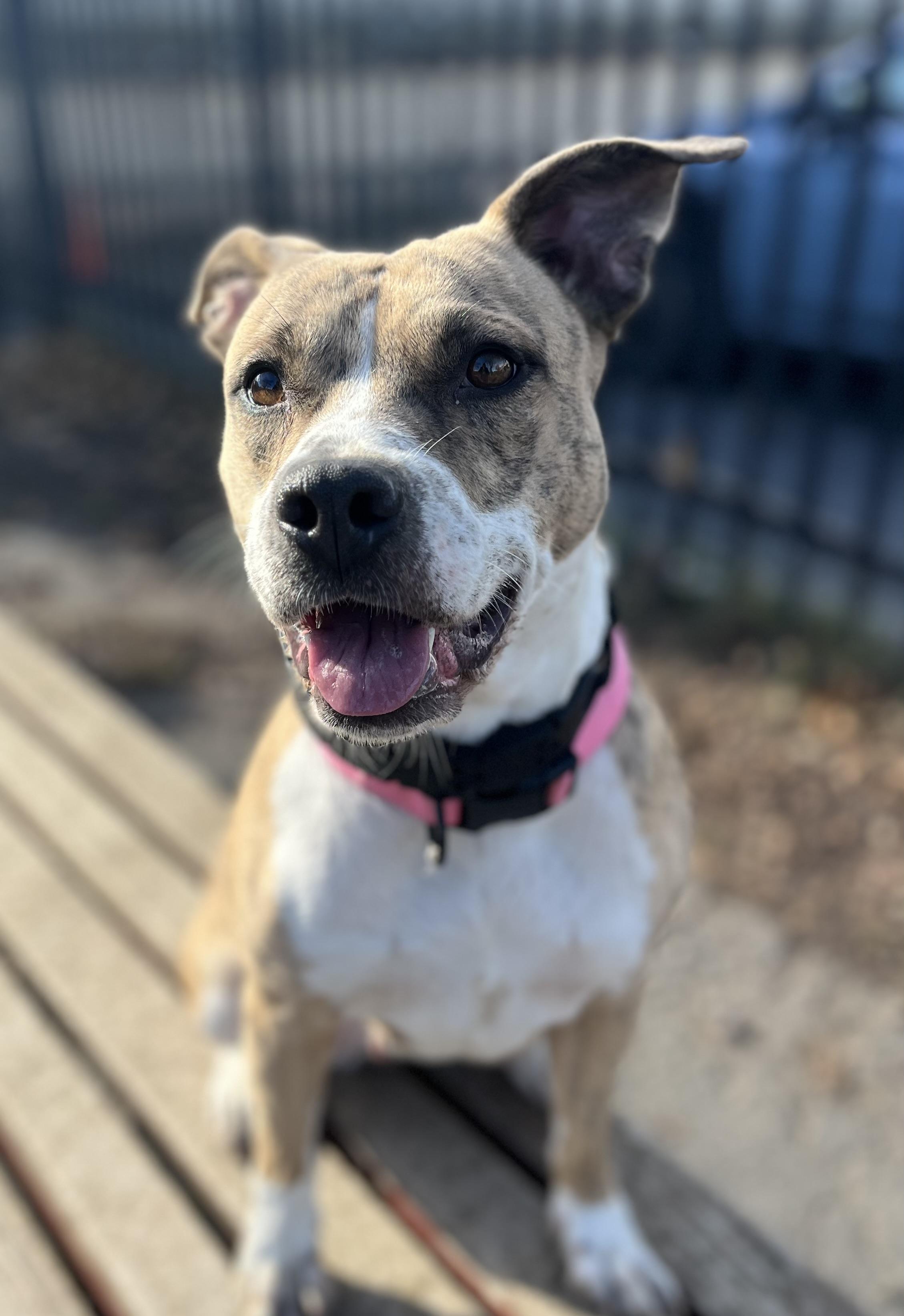 Cranberry, a Adoptable mixed breed in Buffalo, NY image 5/5