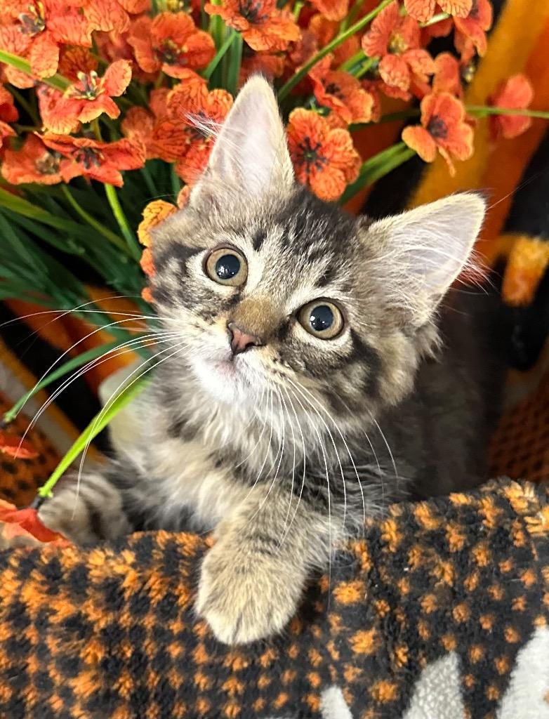 Enlarge 4/13/26 Crepe, a Adoptable mixed breed in Stillwater, OK image 1/1