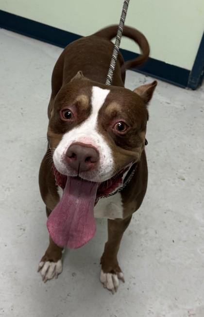 Willy, Adoptable, Adult Male Mixed Breed & Mixed Breed.