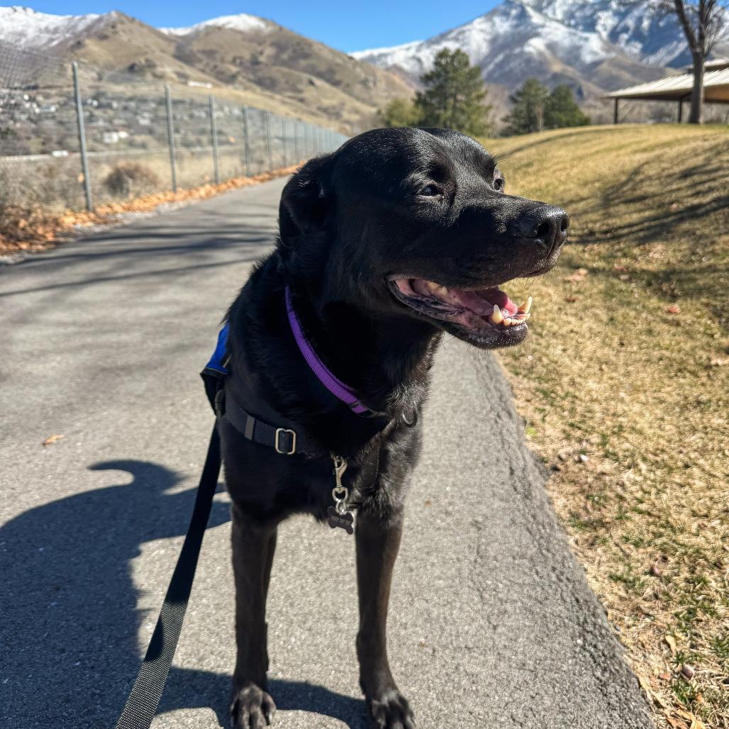 Boost — thumbnail 4