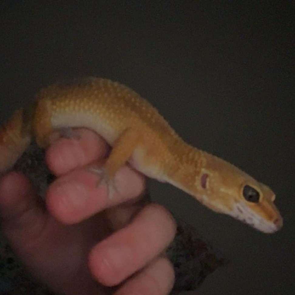 Enlarge Female Leopard Gecko 2, a ADOPTABLE Gecko in CHARLOTTE, NC image 2/2