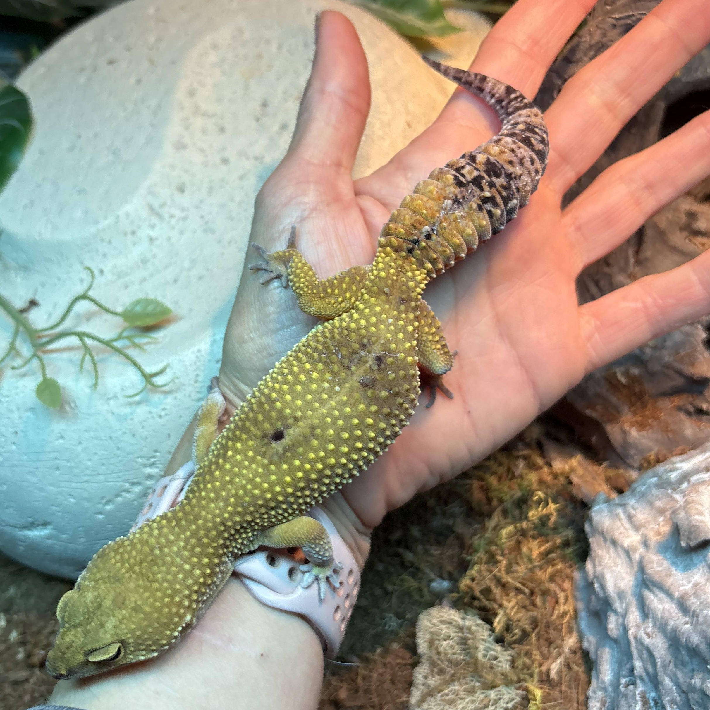 Female Leopard Gecko 2, ADOPTABLE, Adult Female Gecko.