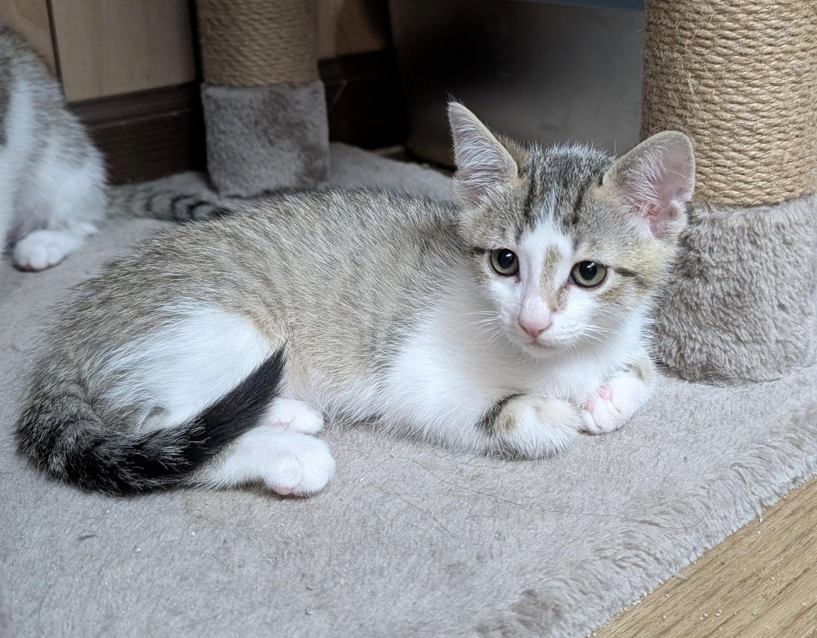 Liza 5.23.26 (med waiver), a Adoptable Domestic Short Hair in Apopka, FL image 2/2