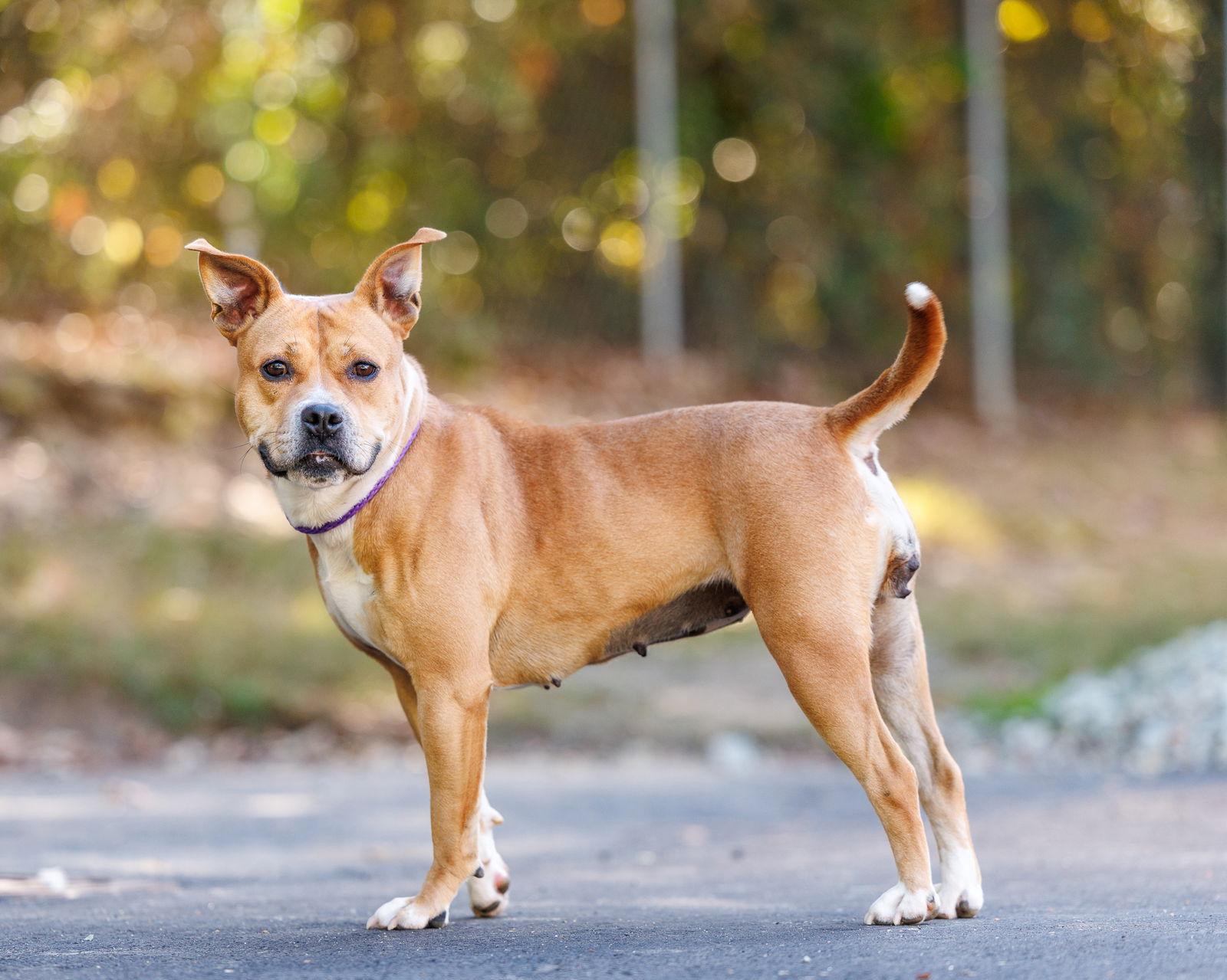 Enlarge Fawn, a Adoptable Mixed Breed in Durham, NC image 1/2