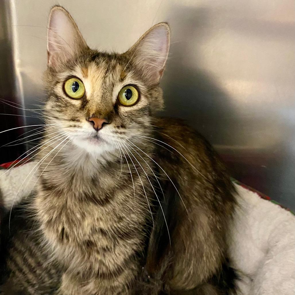 LORRAINE McFLY, Adoptable, Young Female Torbie.