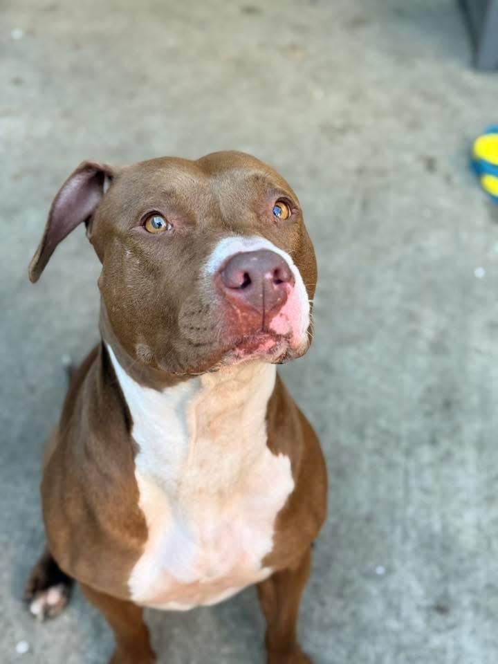 Artemis — thumbnail 2