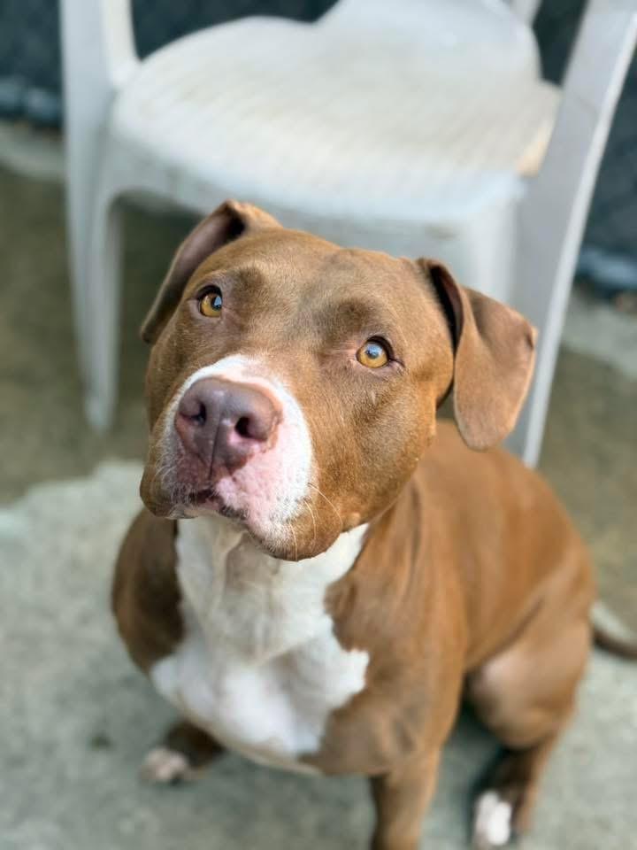 Artemis — thumbnail 4