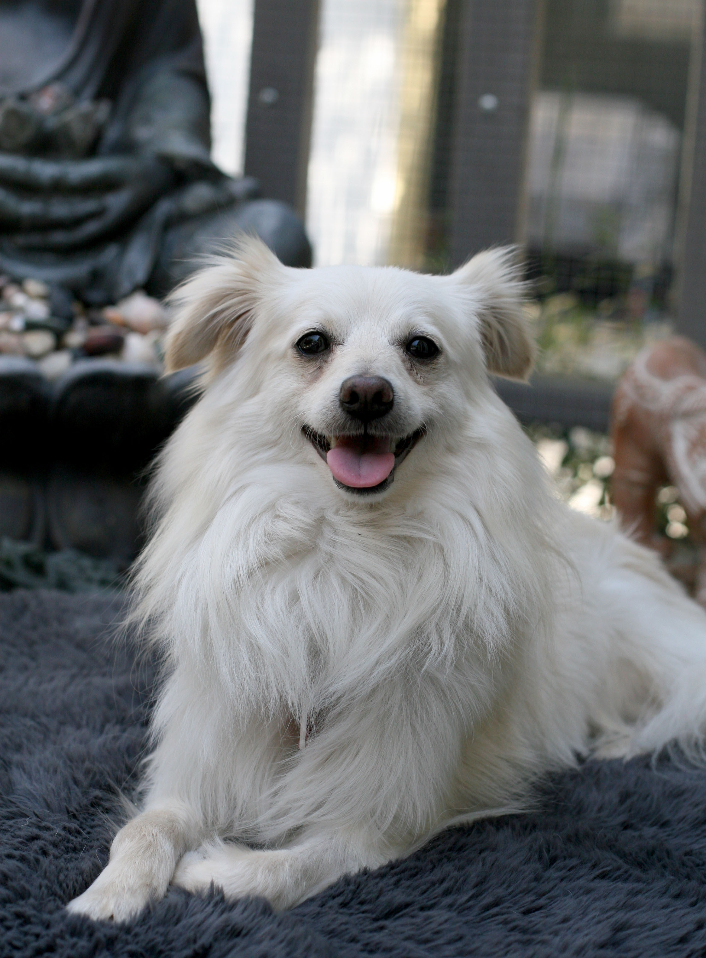 LEO THE LION, a Adoptable mixed breed in Toluca Lake, CA image 1/8