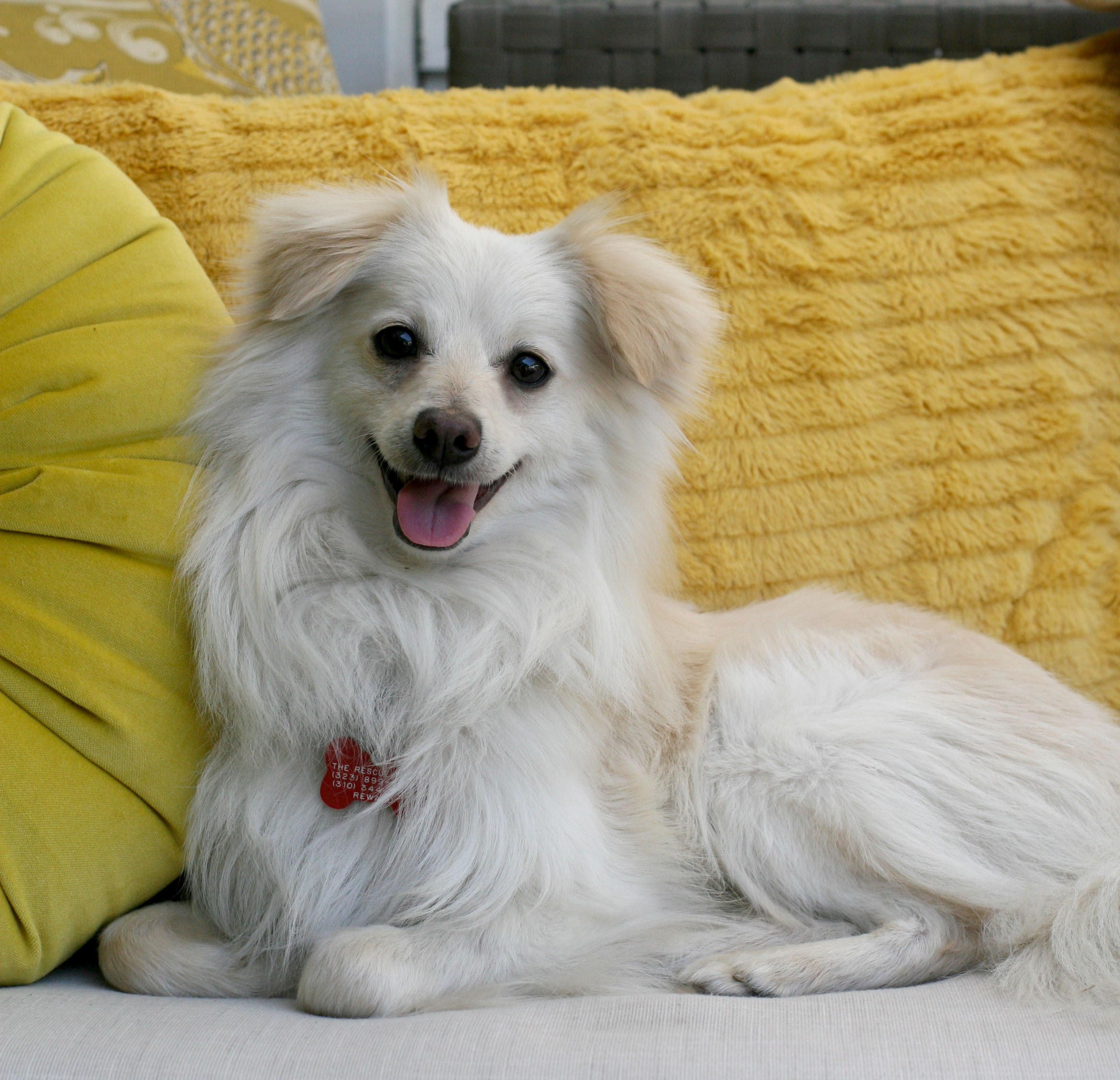 LEO THE LION, a Adoptable mixed breed in Toluca Lake, CA image 2/8