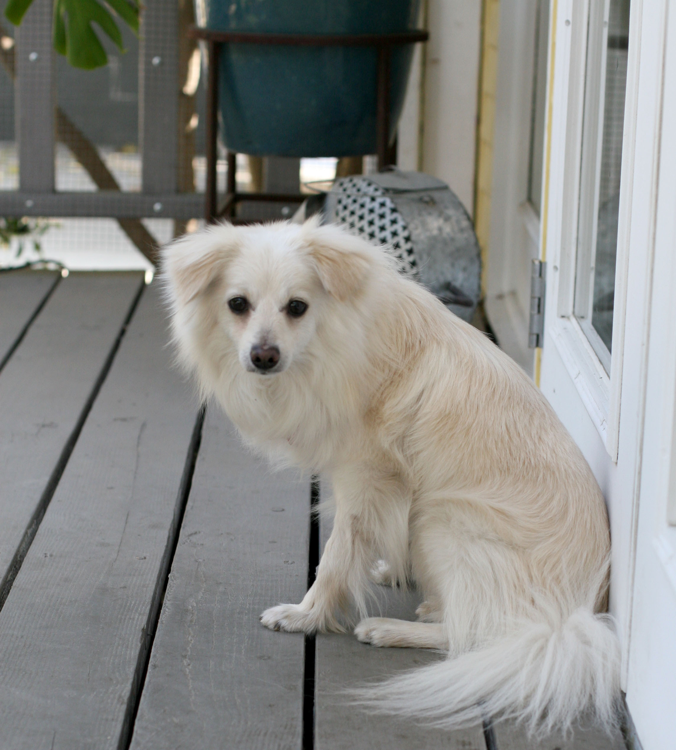 LEO THE LION, a Adoptable mixed breed in Toluca Lake, CA image 3/8