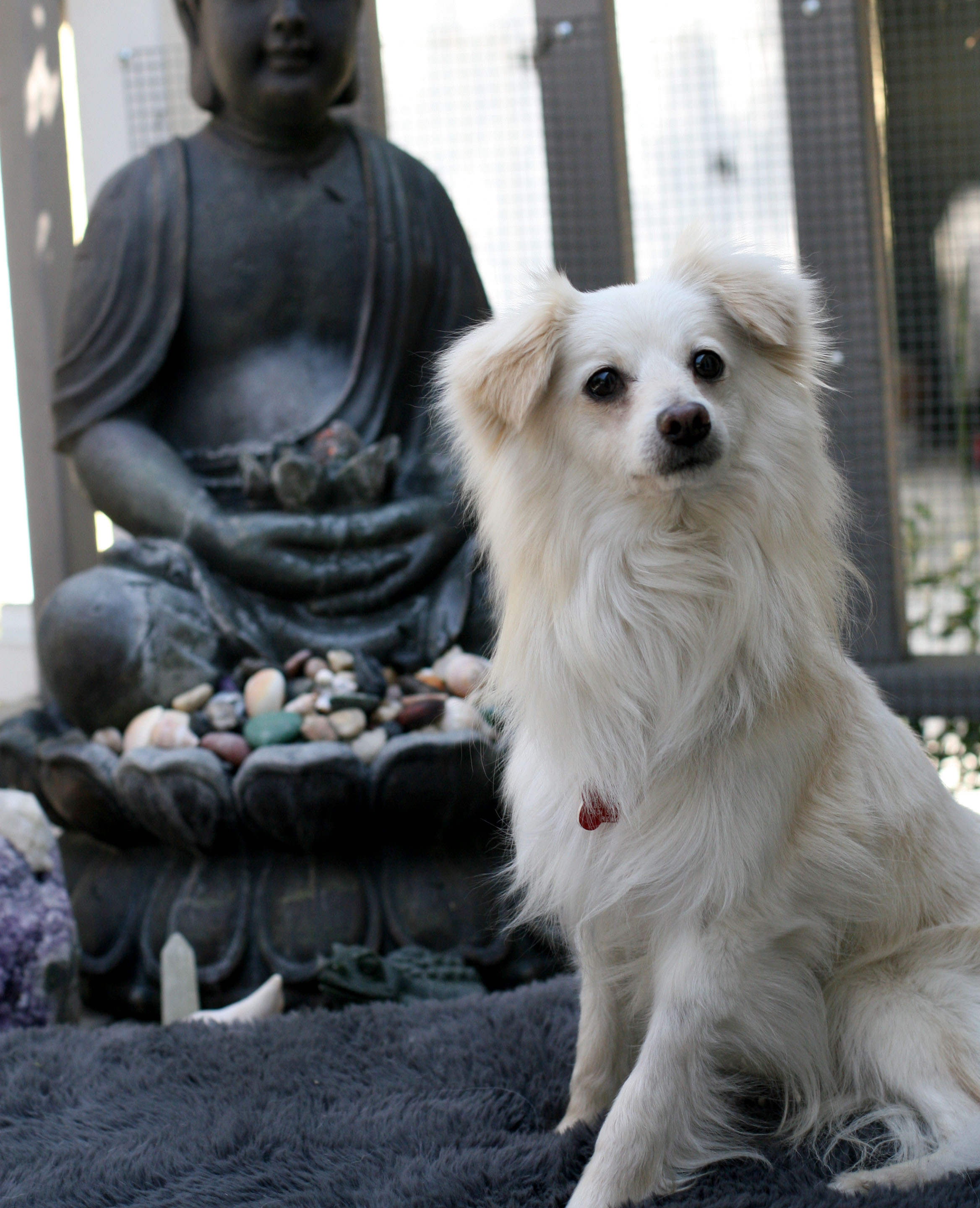 LEO THE LION, a Adoptable mixed breed in Toluca Lake, CA image 4/8