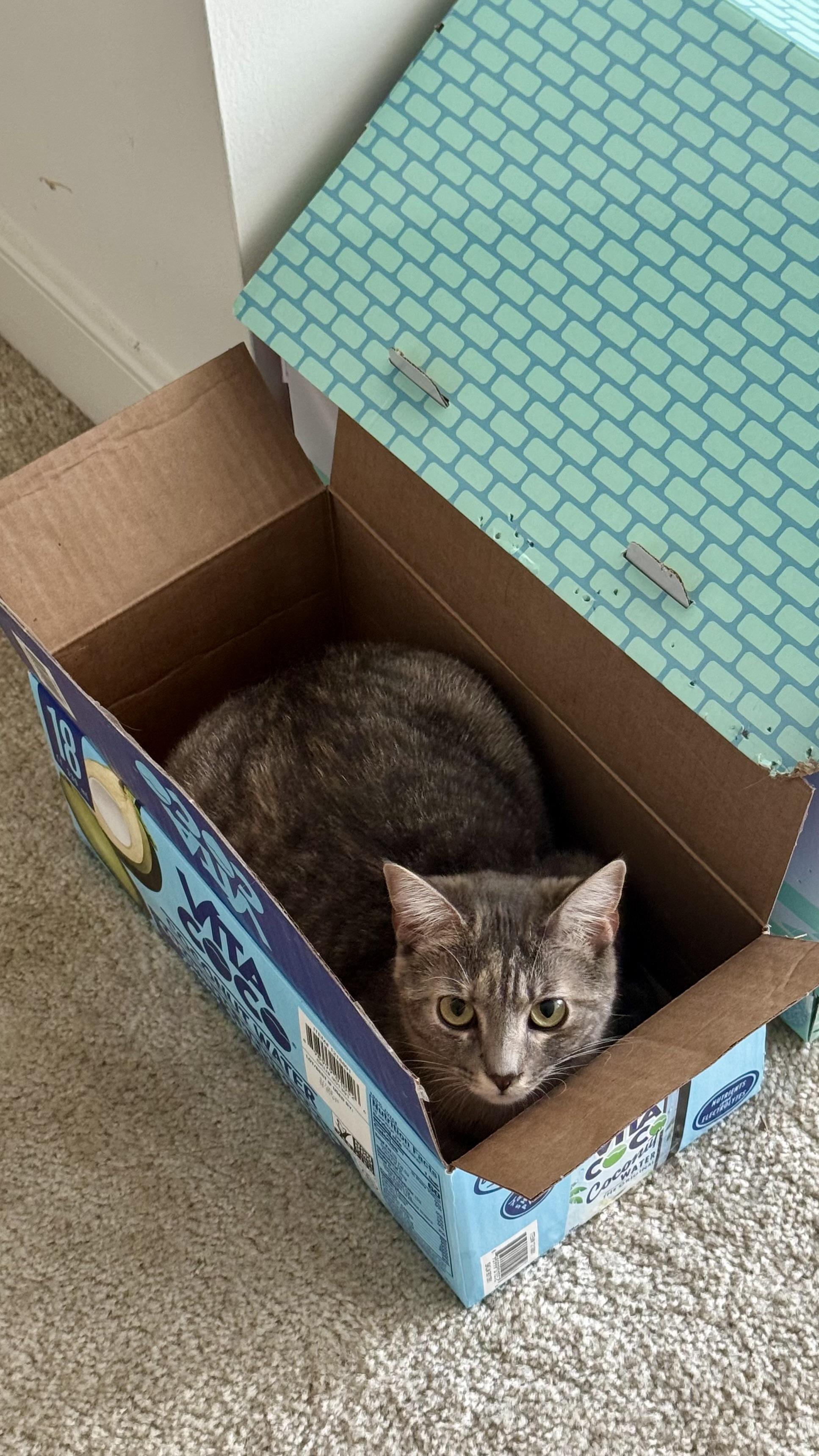 Sierra Mist, a ADOPTABLE Domestic Short Hair in Leesburg, VA image 2/6